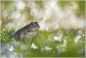 Bubble - Land, Kreuzkröte (Bufo calamita)