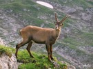 Alpine Ibex