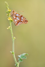 der Kleine oder Silbrige Perlmuttfalter