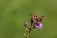 In friedlicher Nachbarschaft 2