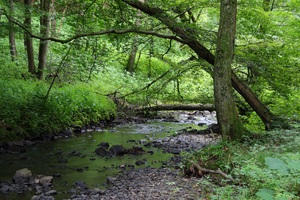 Grüne Murbachwildnis