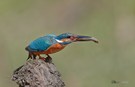 Alcedo atthis