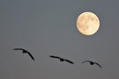 Einflug der Graugänse bei Vollmond