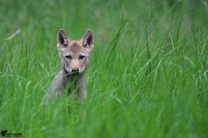 Wolfsnachwuchs