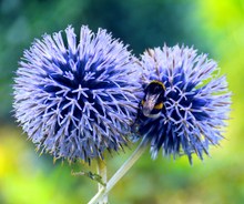 Besuch auf den Zierlauchblüten