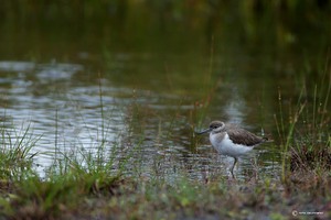 junger Flußuferläufer