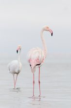 Zwergflamingo