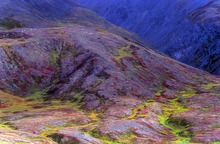 Dall-Schafe an den Flanken der Alaskakette in herbstlicher Tundra