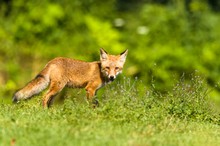 kleiner Reineke Fuchs