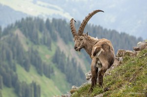 Alpensteinbock