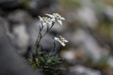 Edelweiss