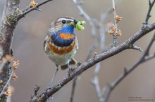 Rotsterniges Blaukehlchen mit Raupen