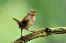 Kleiner Kerl mit großer Stimme