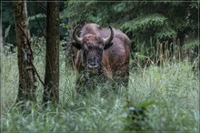 Wisent