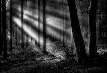 Licht im dunklen Wald ...