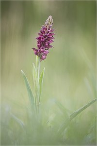 Wanzen-Knabenkraut (Orchis coriophora)