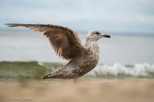 Möwe im Nieselregen....