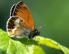 Weißbindiges Wiesenvögelchen