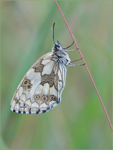 *Melanargia galathea*