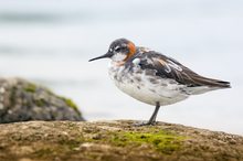 Ruhendes Odinshühnchen