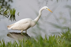 Silberreiher bei der Jagd in drei Akten 2/3