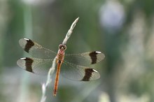 Gebänderte Heidelibelle am Abend