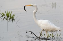 Silberreiher bei der Jagd in drei Akten 3/3