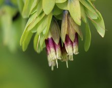 Kleine Wachsblume