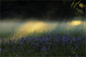 Iriswiese im Morgennebel