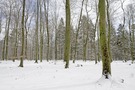 ~ Winter? ~