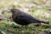 Amsel (Turdus merula)