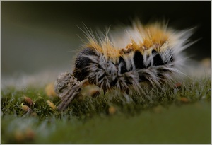 Schönheit aus dem Süden