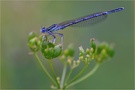 Blaue Federlibelle