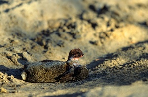 Traurig , aber das ist der tägliche Kampf