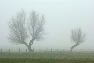 Zwei Bäume im Nebel