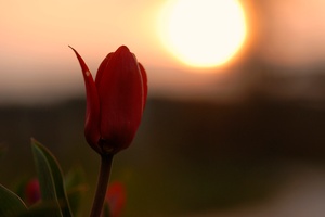 Tulpe bei Sonnenuntergang