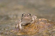 Frosch im Göynük Canyon (Türkei)