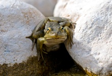 Noch ein Frosch im Göynük Canyon