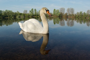 Schwan