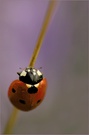 ~ Beetle in lila ~