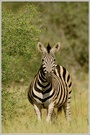 Steppenzebra (Equus quagga)