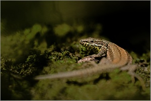 Mauereidechse (Podarcis muralis)