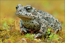 ~ Bufo calamita ~