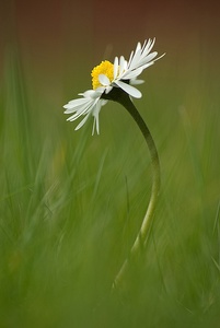 Nochmal ein Gänseblümchen