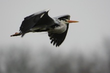 Graureiherflug im Regen