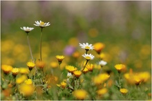 Blumenwiese