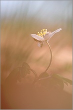 Buschwindröschen (Anemone nemorosa)