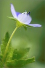 ~ Ehrenpreis (Veronica chamaedrys) ~