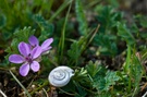 Für Kurt - Reiherschnabel (Erodium cicutarium)