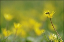 Gelber Frühling